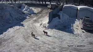 Шокирующее видео: брошенные щенки и отклик тысяч сердец