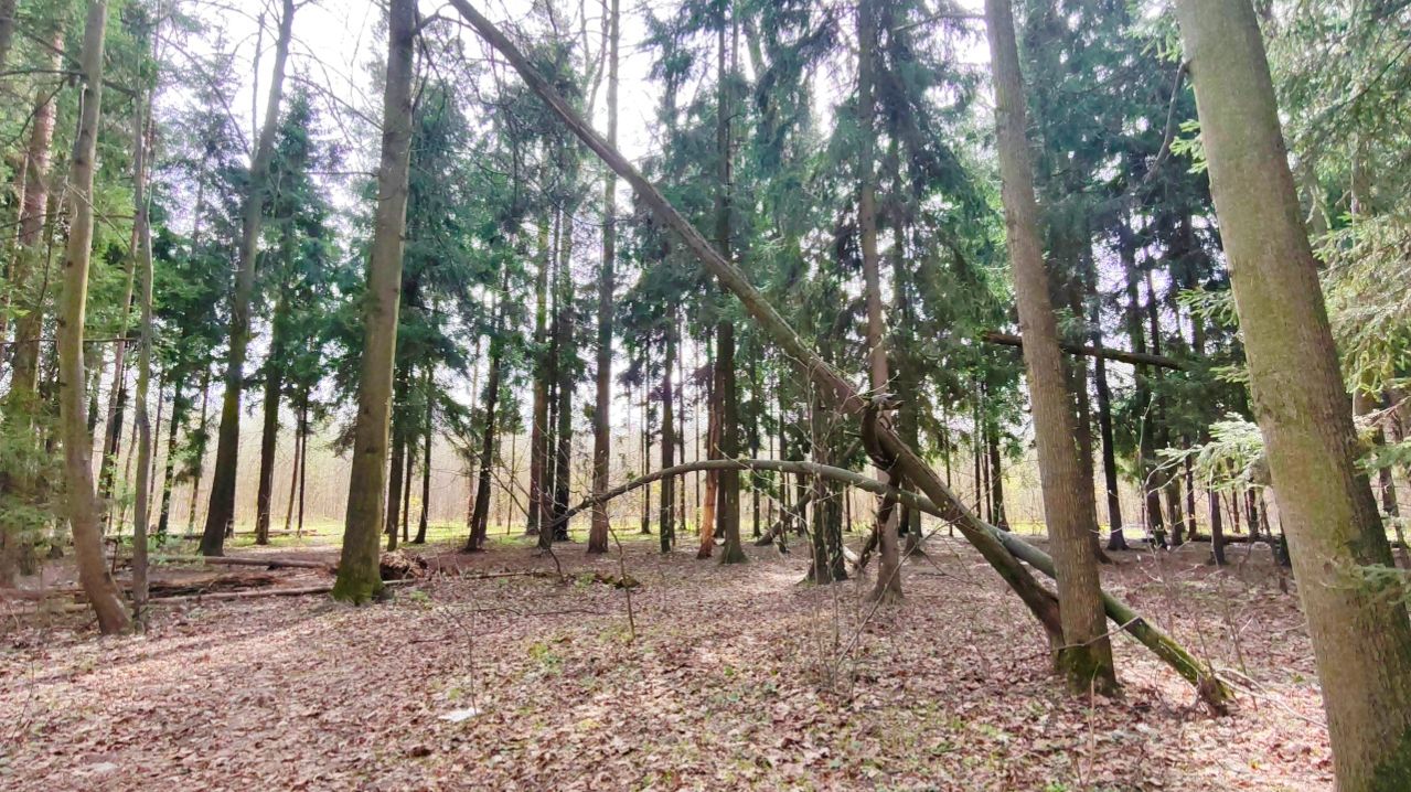 ЛЕС ОЖИВАЕТ...