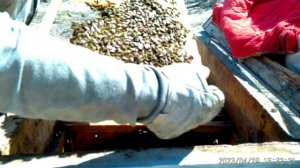 Пчёлы после недели холодов.