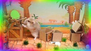 Подборка самых невероятных испытаний для хомяков. часть 6