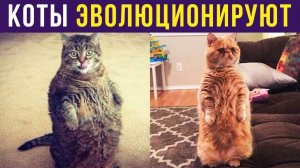 КОТЫ ЭВОЛЮЦИОНИРУЮТ!))) Приколы с котами