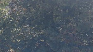 22.04.26# Спонтанное видео#