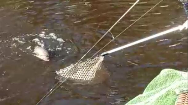 Поимки форели на спиннинг. Спорт-зона. Клёвое место Лосиный остров.