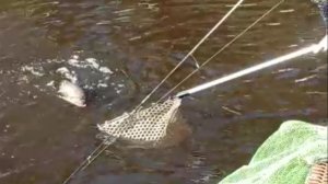 Поимки форели на спиннинг. Спорт-зона. Клёвое место Лосиный остров.