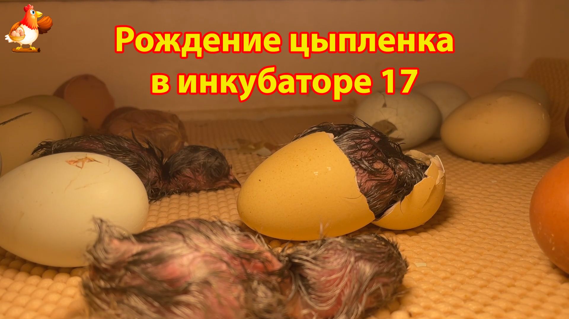 Рождение цыпленка за 8 минут в инкубаторе 17
