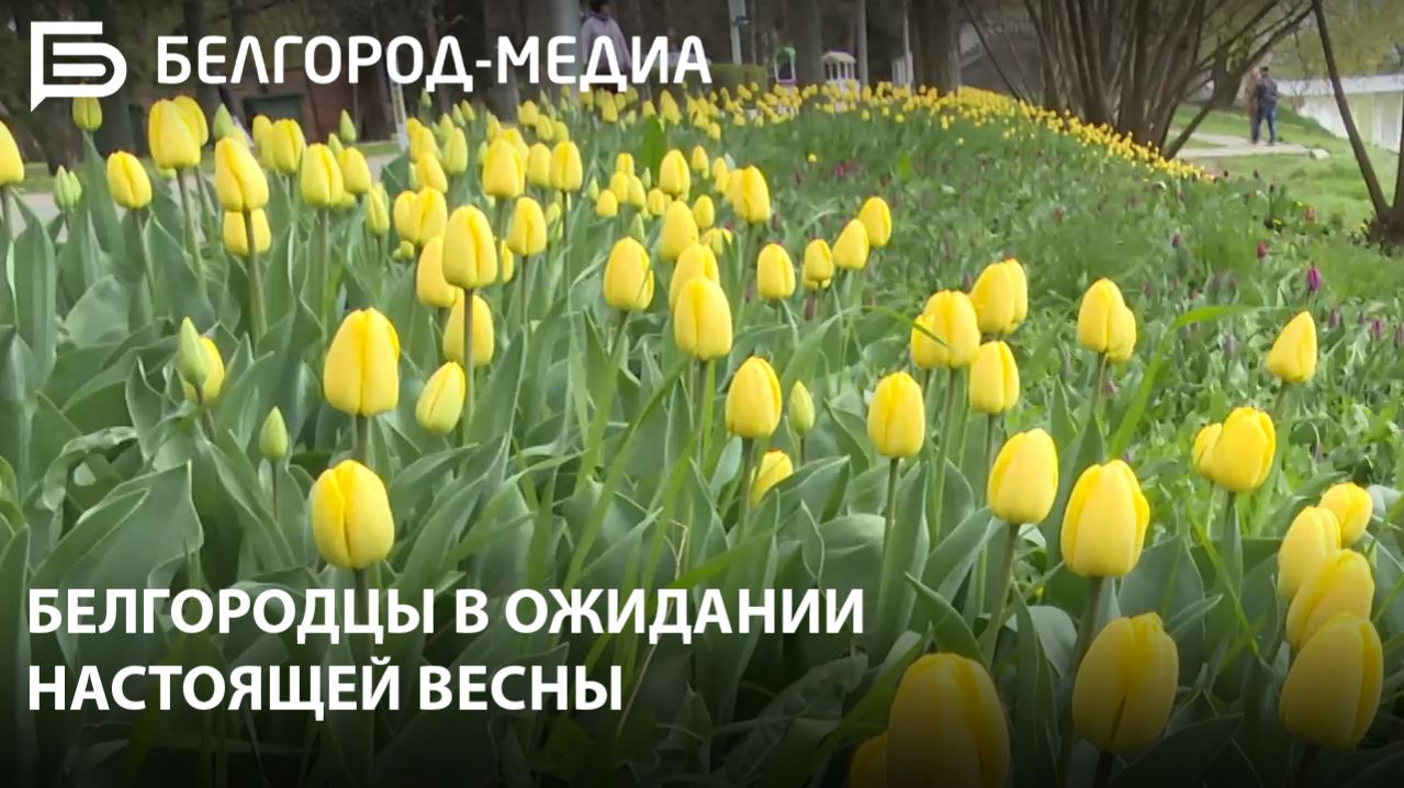 Белгородцы в ожидании настоящей весны