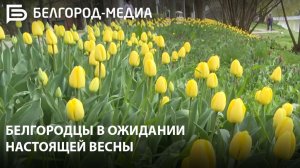 Белгородцы в ожидании настоящей весны