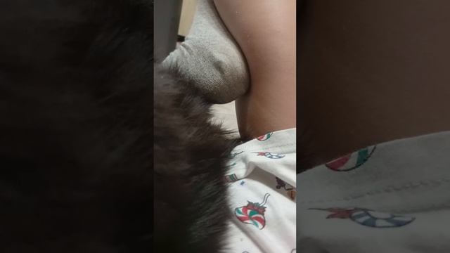 мой КамАЗ я обзор на моего кота это мой камаз