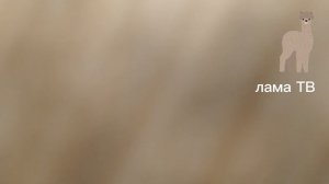 Конец вещания канала "Линейка 5", начало вещания канала "Лама ТВ" # ДЕНИС ТВ