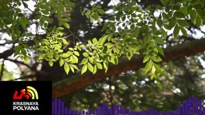 Радио Красная Поляна LIVE 24/7 🎧 Музыка из гор | Стрим без остановки