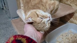 Котики с лейкозом живут отдельно от здоровых кошек