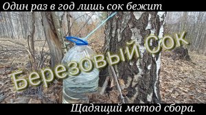 Березовый Сок.Капельница или Трубочка для коктейлей лучше