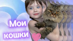 Мои кошки