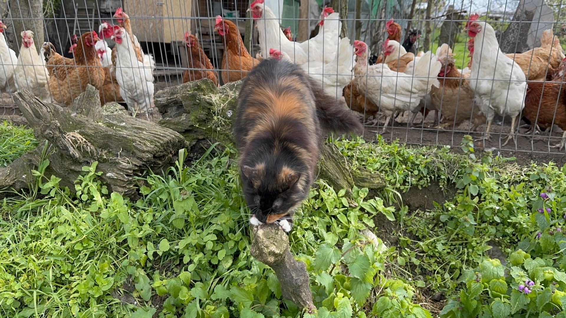 ❤️ Пхд в наших владениях/ Дотянула руки и до навеса