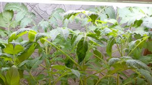 Рассада томатов и петунии на конец апреля