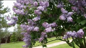 То не ветер ветку клонет...