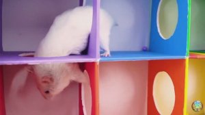 Хомячок убегает из ловушки голодных акул в водном лабиринте! часть 5
