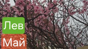 Лев♌️ Прогноз на Май 2026