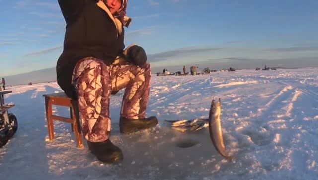 ПОПРОБОВАЛ ЛОВИТЬ НА ГАЛСТУК!И ТУТ ВСЁ НАЧАЛОСЬ!ОНИ ВЫЛЕТАЛИ ИЗ ЛУНКИ КАК БЕШЕННЫЕ С ЧЁРНЫМИ СПИНАМИ
