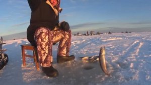 ПОПРОБОВАЛ ЛОВИТЬ НА ГАЛСТУК!И ТУТ ВСЁ НАЧАЛОСЬ!ОНИ ВЫЛЕТАЛИ ИЗ ЛУНКИ КАК БЕШЕННЫЕ С ЧЁРНЫМИ СПИНАМИ