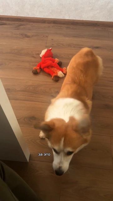 Еще с таким угрожающим видом смотрит