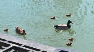 Утята. Видео Л.П. Юрчишко