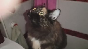 МОИ КОШЕЧКИ ПРИШЛИ ПОПИТЬ ИЗ КРАНА - НЕУДАЧНО!