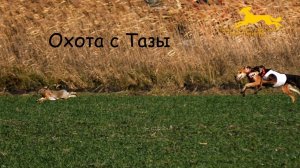 Охота с Тазы. Сезон 2022. Сэхра Эль