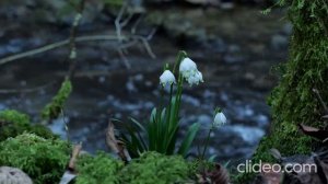 С весенним утром!