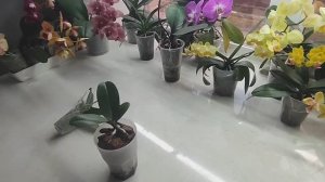 Она этого точно не ждёт 😊. Собираю орхидеи в дорогу. Получила шикарные гладиолусы