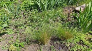 Прогулка по саду 22 апреля 2026. обзор растений. Станица Старомышастовская Краснодарский край