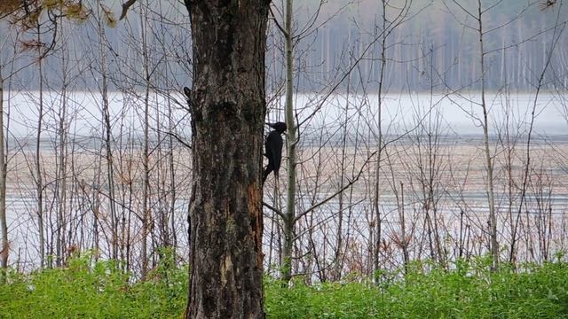 Дятел...08.25г.