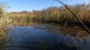 Много щуки в труднодоступном месте.