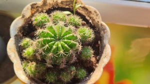 кактус на окне в деревне