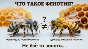 Фенотип пчелы: что это и зачем знать пчеловоду? | Профессор Кашковский 🐝🧬