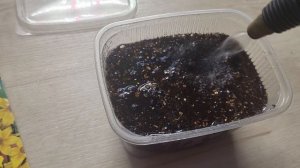 Биденс - неприхотливый однолетник/Посев