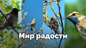 Мир радости | С любовью к русской природе