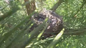 На даче птицы сошли с ума