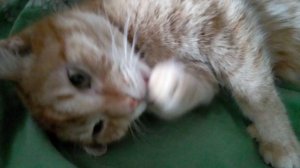 Кот Рыжик. Удивительные, домашние животные. Котик умывается. Кошки, коты, котики. #топы_категорий