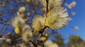 Весенняя природа . Музыка релакс.