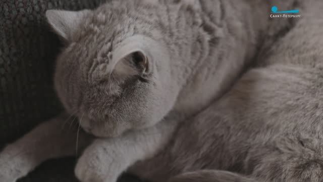 «У меня сразу появилось много кошко-родственников»: очаровательная хвостатая банда Евгении Игумновой