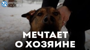 Пёс Зевс о своей жизни в разных приютах