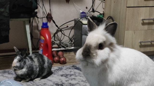 Кролики в квартире, кролики злятся