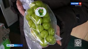 Специалисты Белгородской испытательной лаборатории исследовали виноград сорта "Шайн Мускат"