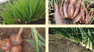 Лук-шалот. Посадка. Скоро сажать лук-севок на репку. Готовимся