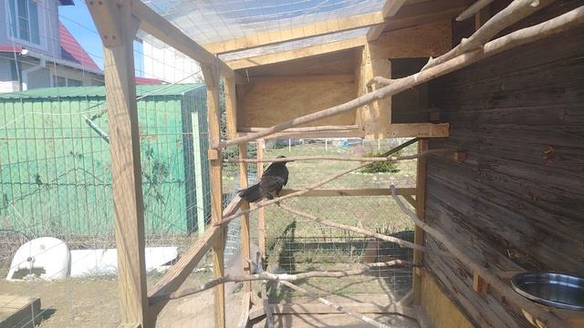 Ворон Гриша 22 апреля, с праздником