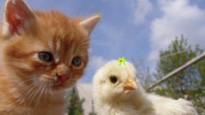 мой шустрый котик музыка для детей видео