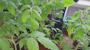 Полезный Полив на урожай, Перед посадкой рассады в теплицу.