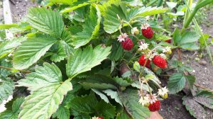 2369.  ВПЛ,землянику высаживаю на ПМЖ.