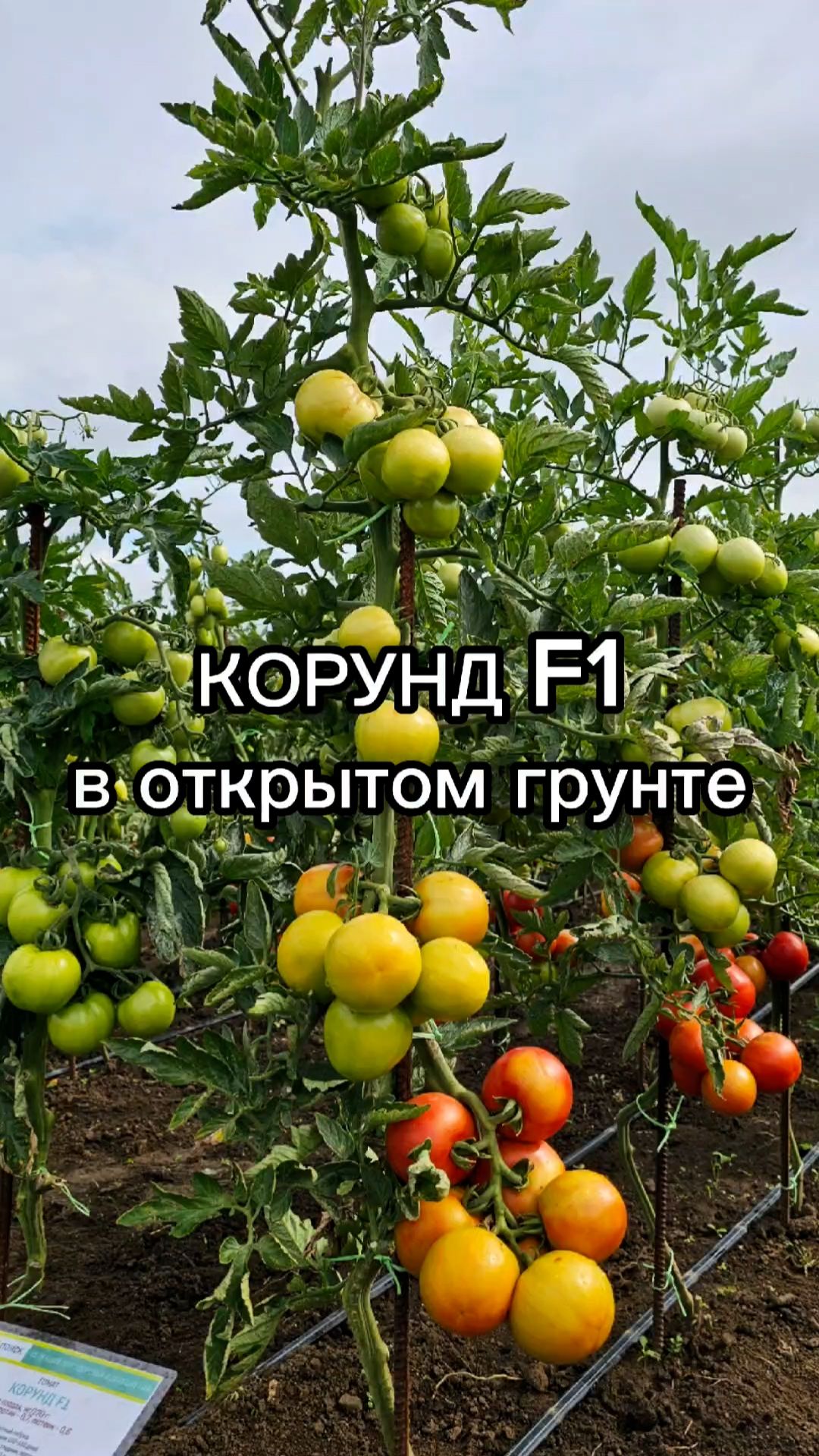 Этот томат даст урожай при любом выращивании!